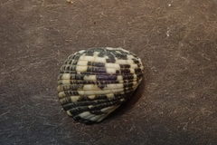 Nerita textilis