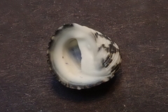 Nerita textilis