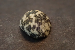 Nerita textilis