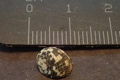 Nerita textilis
