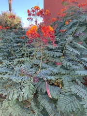 Caesalpinia pulcherrima