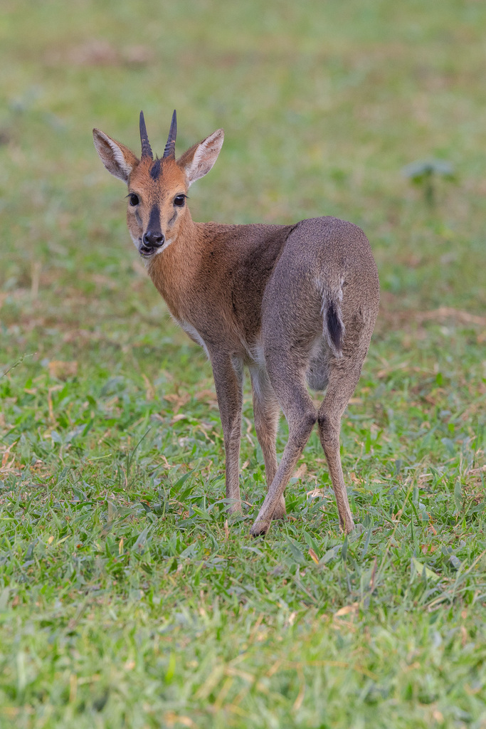 Sylvicapra grimmia nyansae, Ziwa Rhino Sanctuary, Unnamed Road, Mukerenge, Uganda, by billyschofield