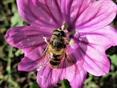 Eristalis tenax