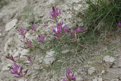 Astragalus haesitabundus