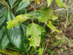Ocotea obtusata