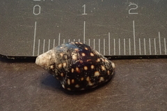 Pictocolumbella ocellata