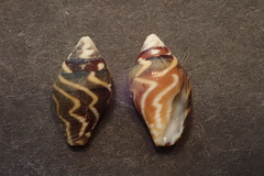 Pictocolumbella ocellata