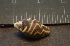 Pictocolumbella ocellata