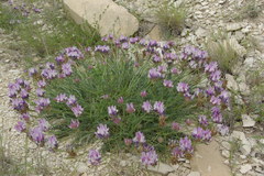 Astragalus captiosus