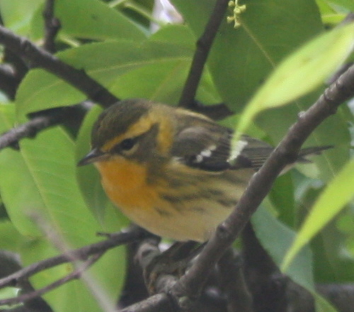 Setophaga fusca