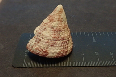 Trochus maculatus