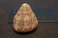 Trochus maculatus
