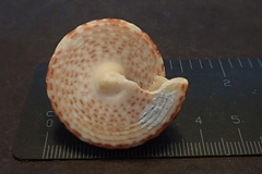 Trochus maculatus