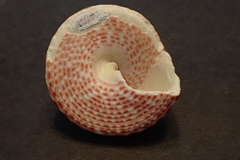 Trochus maculatus