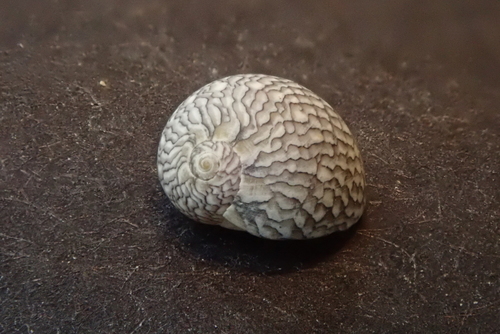 Vitta luteofasciata