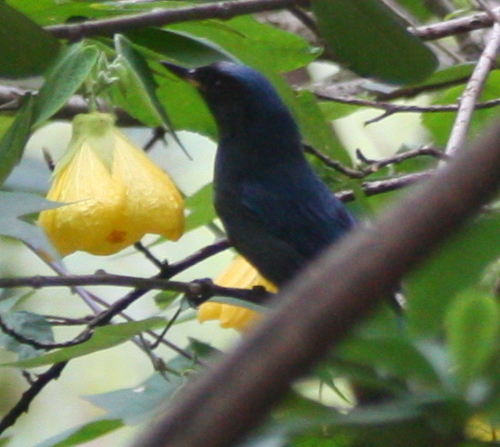 Diglossa humeralis