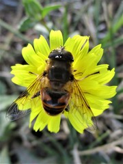 Eristalis tenax