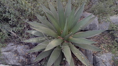 Agave angustiarum