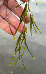 Fries' Pondweed (Potamogeton friesii)