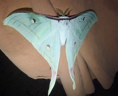 Actias selene