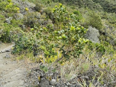 Sideroxylon borbonicum