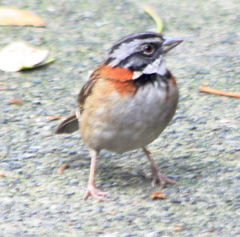 Zonotrichia capensis