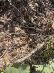 Giant Slender Bluetongue photo 1