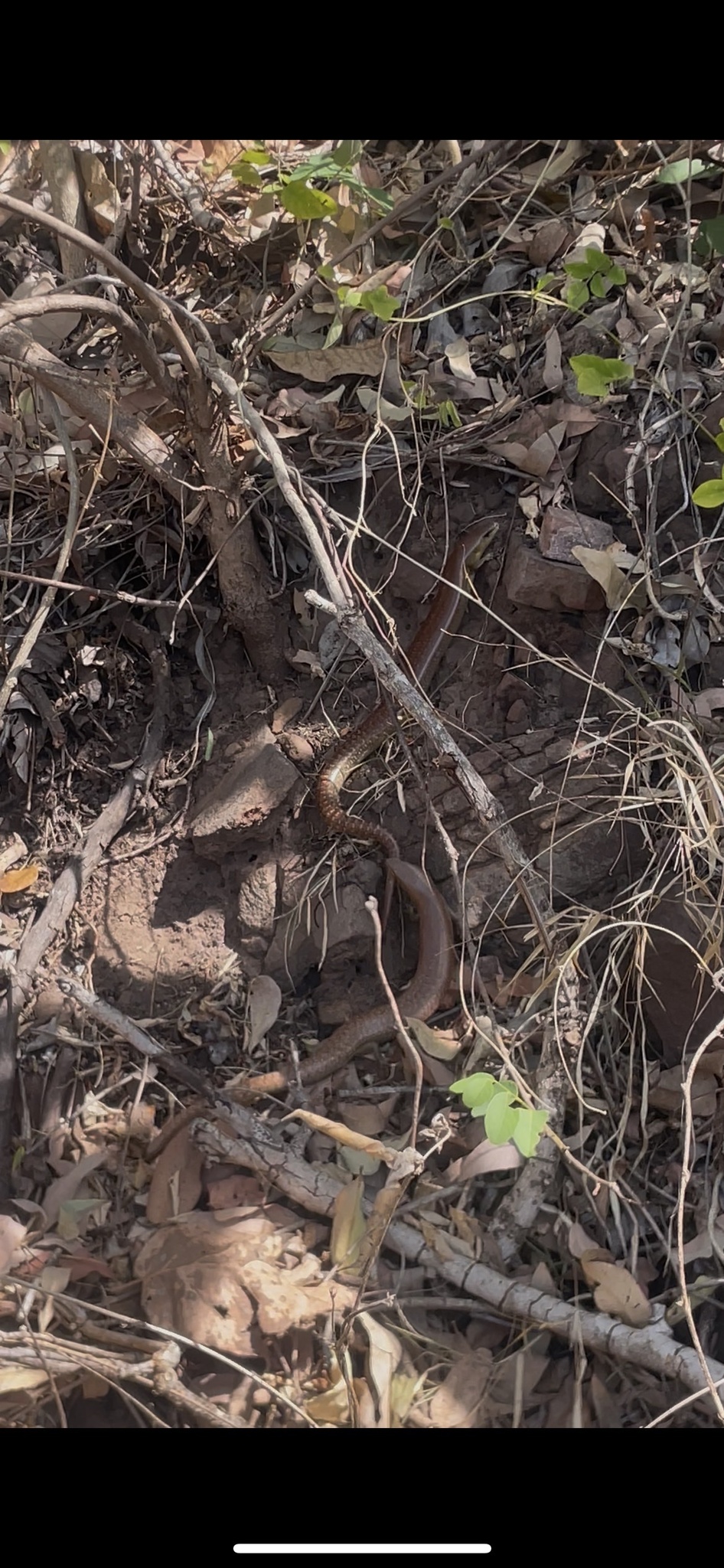 Giant Slender Bluetongue photo 3