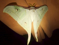 Actias selene