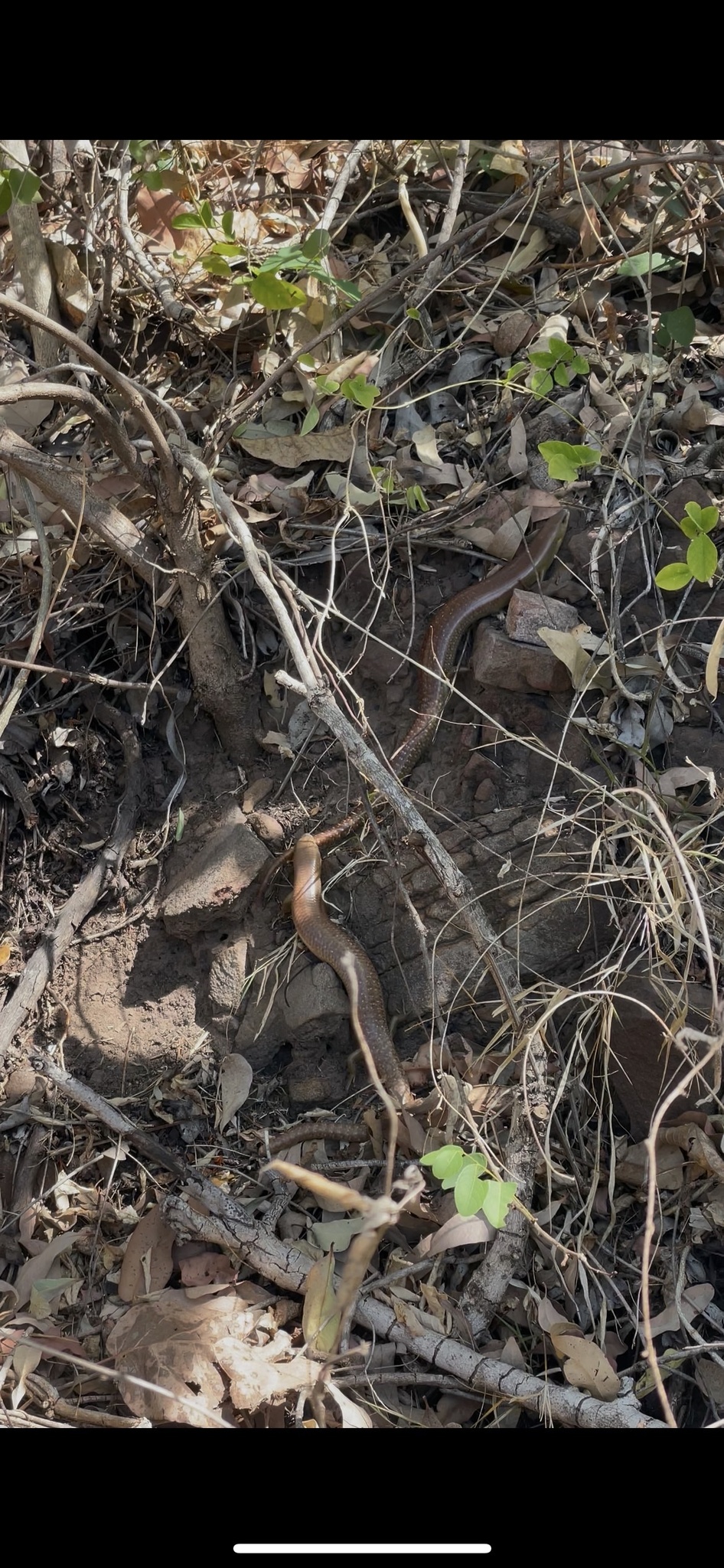 Giant Slender Bluetongue photo 4