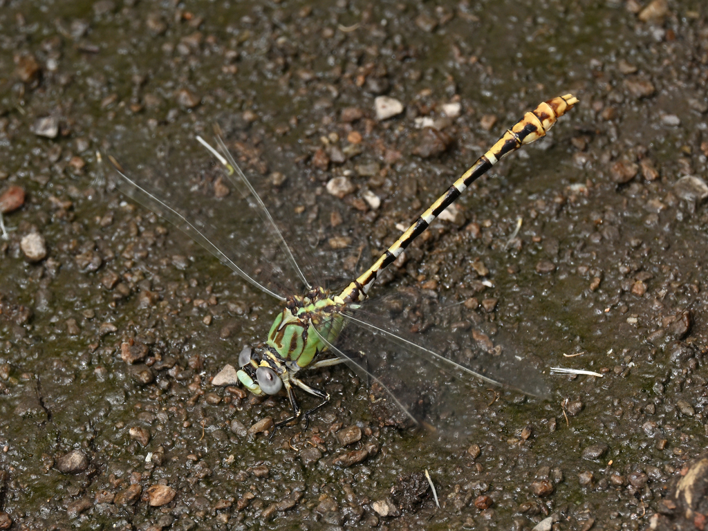 Dashed Ringtail