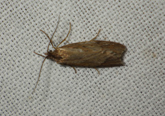 Diurnea lipsiella