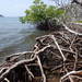True Mangroves - Photo (c) John C., some rights reserved (CC BY-NC), uploaded by John C.