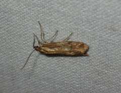 Diurnea lipsiella