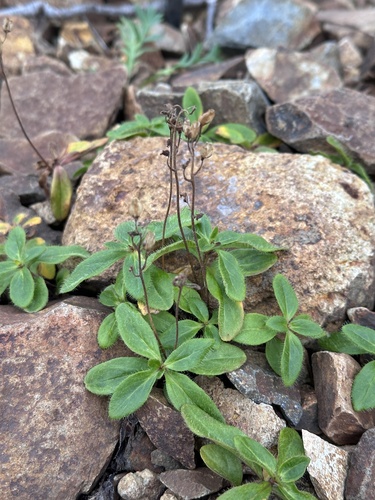 Veronica grandiflora, photograph 5