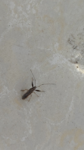 Pachygrontha antennata
