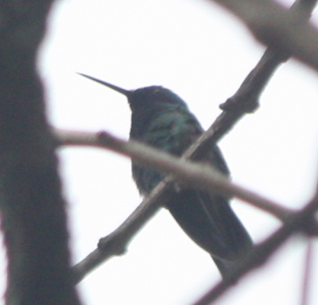 Colibri coruscans