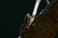 Cicada orni