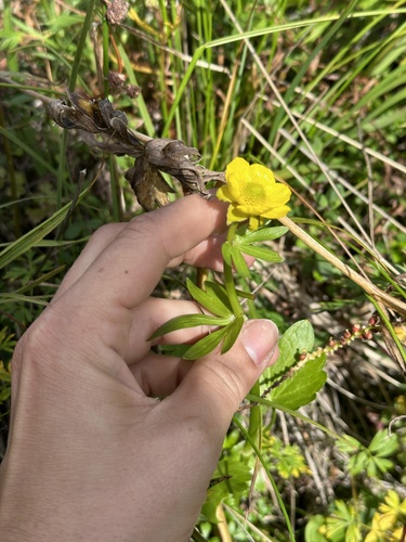 Sulphur Buttercup (Ranunculus sulphureus)