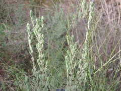 Lavandula stoechas luisieri