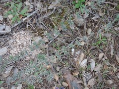 Lavandula stoechas luisieri