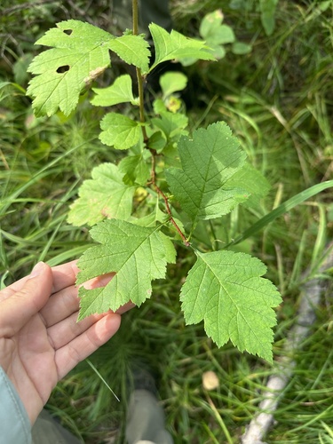 Crataegus chlorosarca, photograph 2