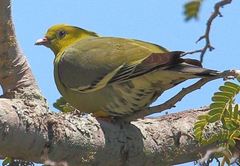 Treron australis