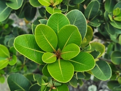 Sideroxylon borbonicum