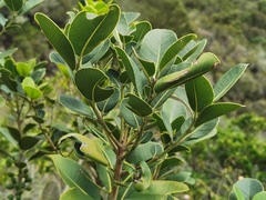Sideroxylon borbonicum
