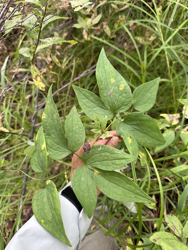 Clematis fusca, photograph 3