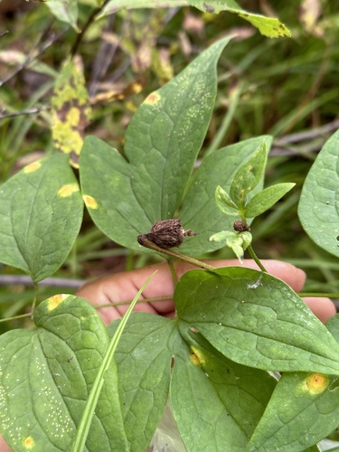 Clematis fusca, photograph 4