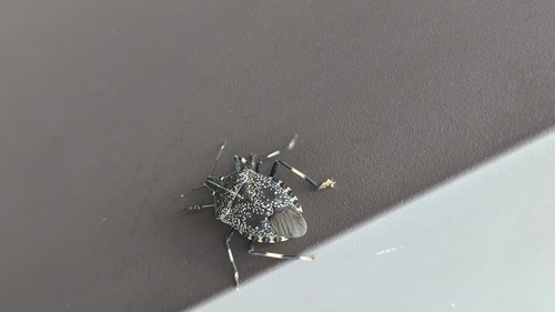 Yellow-spotted Stink Bug