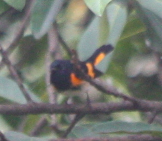 Setophaga ruticilla