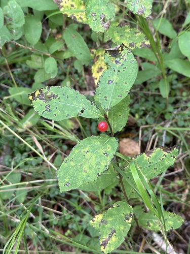 Lonicera chamissoi